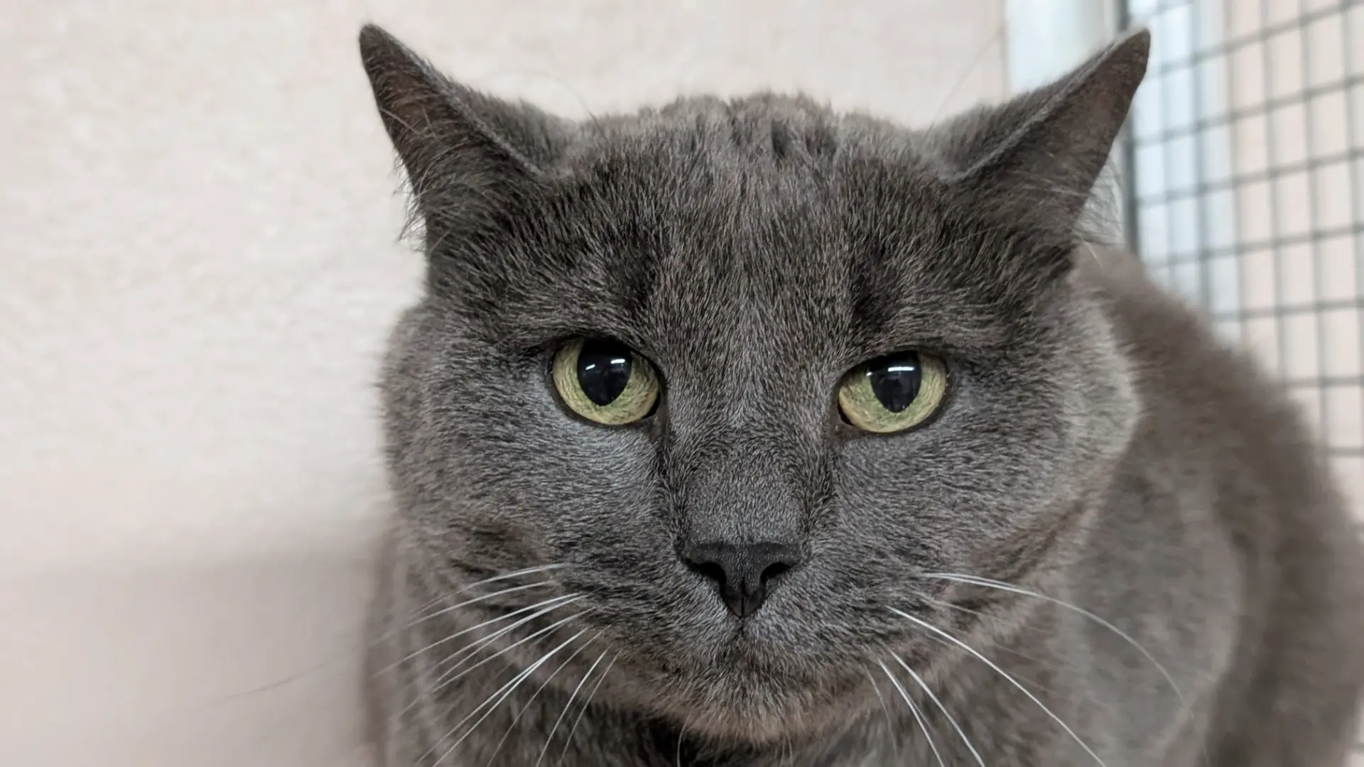 Graue Katze in der Tierarztpraxis Schäuble