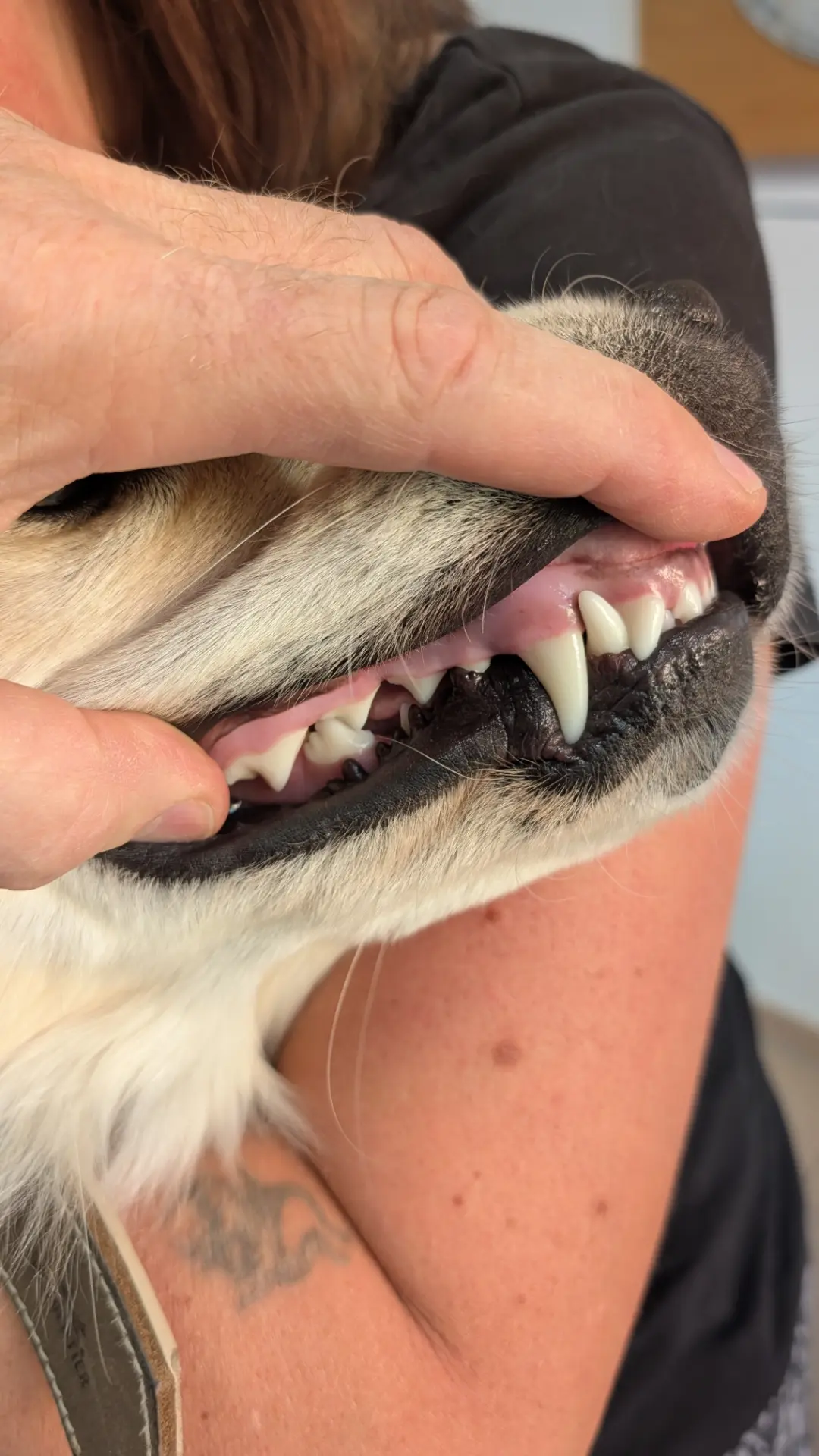 Zahnkontrolle bei einem Hund – Blick auf Zähne und Zahnfleischrand in der Praxis Schäuble