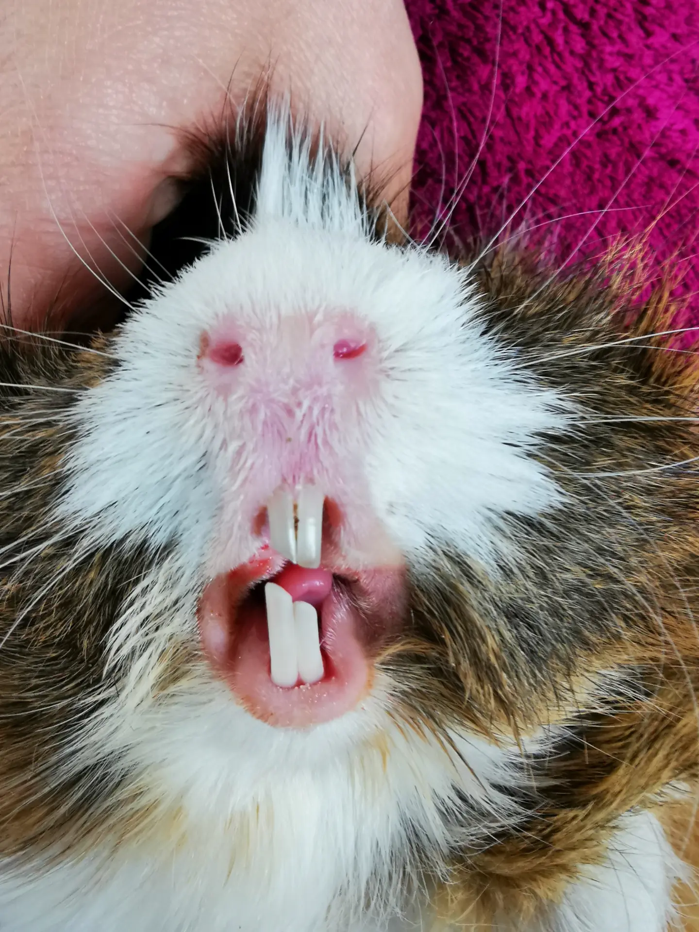 Zahnkontrolle bei einem Meerschweinchen – Blick auf die Schneidezähne