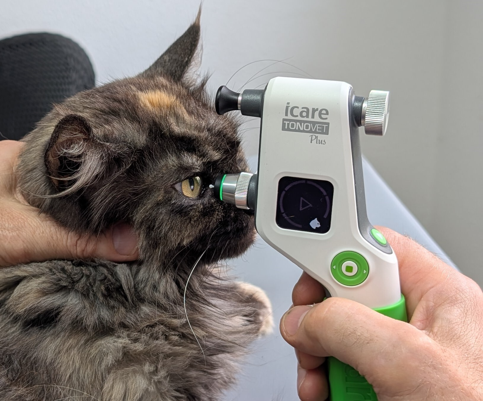 Augeninnendruck-Messung bei einer Katze mit dem Tonometer
