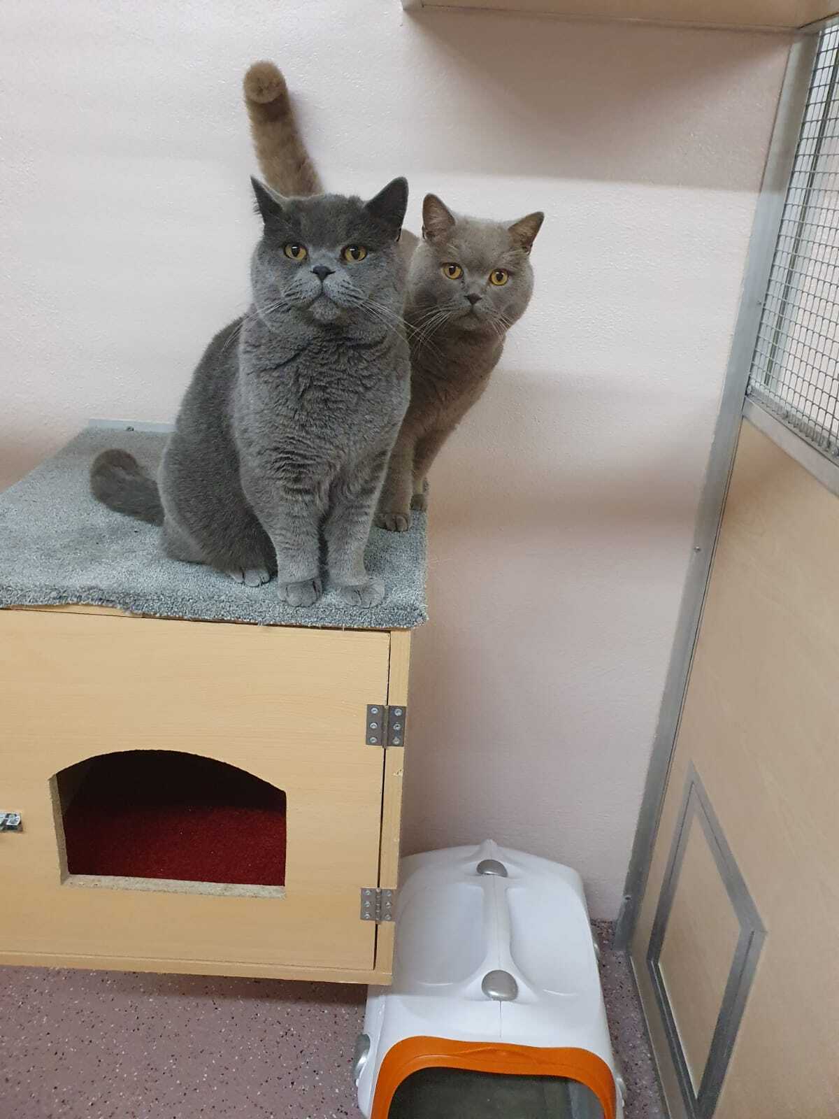 Katze in der Katzenpension Schäuble