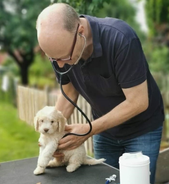 Christoph Schäuble untersucht einen Welpen mit dem Stethoskop