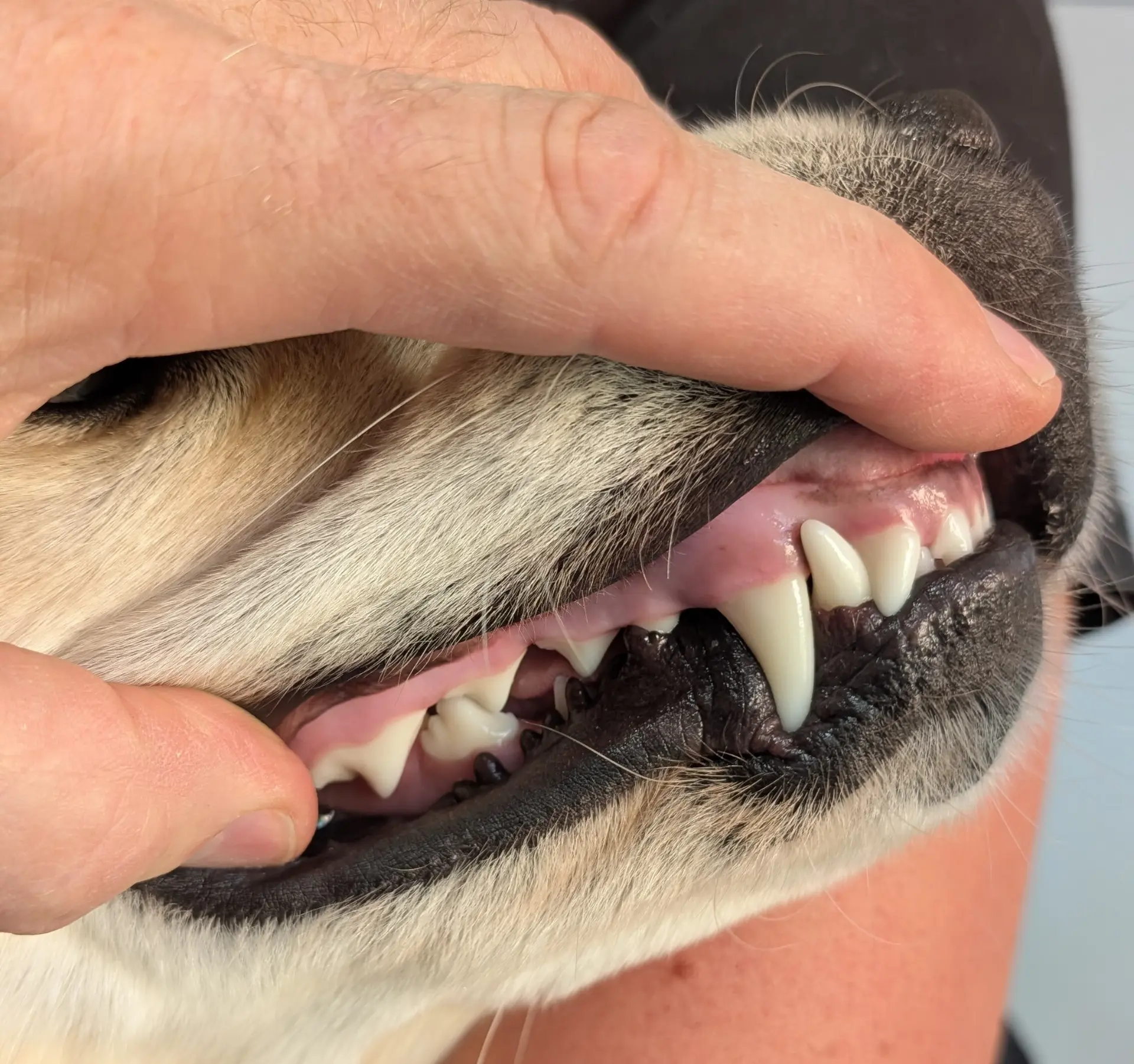 Nahaufnahme von Zähnen und Zahnfleischrand bei einem Hund